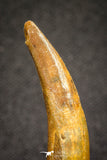 20125 - Nice 1.53 Inch Pterosaur (Coloborhynchus) Tooth Cretaceous KemKem