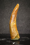 20125 - Nice 1.53 Inch Pterosaur (Coloborhynchus) Tooth Cretaceous KemKem