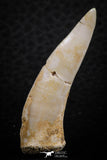 07250 - Nice 1.58 Inch Enchodus libycus Tooth Late Cretaceous