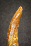 20125 - Nice 1.53 Inch Pterosaur (Coloborhynchus) Tooth Cretaceous KemKem