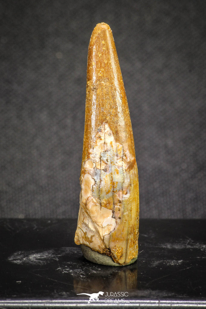 20126 - Nice 1.52 Inch Pterosaur (Coloborhynchus) Tooth Cretaceous KemKem