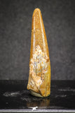 20126 - Nice 1.52 Inch Pterosaur (Coloborhynchus) Tooth Cretaceous KemKem