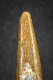 20126 - Nice 1.52 Inch Pterosaur (Coloborhynchus) Tooth Cretaceous KemKem