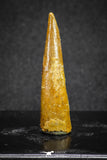 20127 - Nice 1.45 Inch Pterosaur (Coloborhynchus) Tooth Cretaceous KemKem