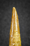 20127 - Nice 1.45 Inch Pterosaur (Coloborhynchus) Tooth Cretaceous KemKem