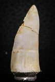 07251 - Beautiful 1.45 Inch Enchodus libycus Tooth Late Cretaceous