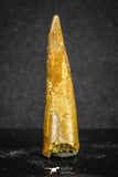 20127 - Nice 1.45 Inch Pterosaur (Coloborhynchus) Tooth Cretaceous KemKem