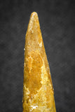 20127 - Nice 1.45 Inch Pterosaur (Coloborhynchus) Tooth Cretaceous KemKem