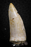 07251 - Beautiful 1.45 Inch Enchodus libycus Tooth Late Cretaceous