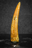 20128 - Nice 1.45 Inch Pterosaur (Coloborhynchus) Tooth Cretaceous KemKem