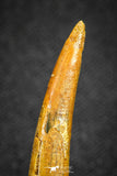 20128 - Nice 1.45 Inch Pterosaur (Coloborhynchus) Tooth Cretaceous KemKem