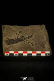30395 - Top Rare Devonian Lobed-Fin Fish (Osteolepis panderi) - Scotland