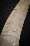 07252 - Top Beautiful 1.93 Inch Enchodus libycus Tooth Late Cretaceous