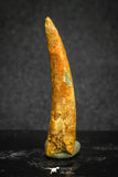 20128 - Nice 1.45 Inch Pterosaur (Coloborhynchus) Tooth Cretaceous KemKem