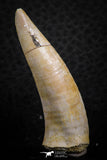 07252 - Top Beautiful 1.93 Inch Enchodus libycus Tooth Late Cretaceous