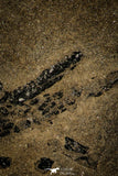30395 - Top Rare Devonian Lobed-Fin Fish (Osteolepis panderi) - Scotland