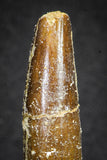 20129 - Top Beautiful 2.09 Inch Rebbachisaurus Diplodocoid Sauropod Dinosaur Tooth