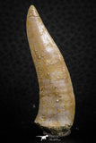 07253 - Top Quality 2.07 Inch Enchodus libycus Tooth Late Cretaceous