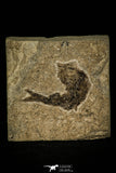 30396 - Extremely Rare Ganolepis gacilis Palaeoniscid Paleozoic Fossil Fish Carboniferous