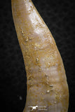 07253 - Top Quality 2.07 Inch Enchodus libycus Tooth Late Cretaceous