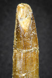 20129 - Top Beautiful 2.09 Inch Rebbachisaurus Diplodocoid Sauropod Dinosaur Tooth