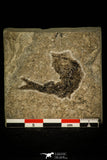 30396 - Extremely Rare Ganolepis gacilis Palaeoniscid Paleozoic Fossil Fish Carboniferous