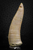 07253 - Top Quality 2.07 Inch Enchodus libycus Tooth Late Cretaceous