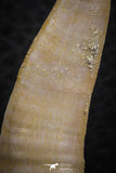 07253 - Top Quality 2.07 Inch Enchodus libycus Tooth Late Cretaceous