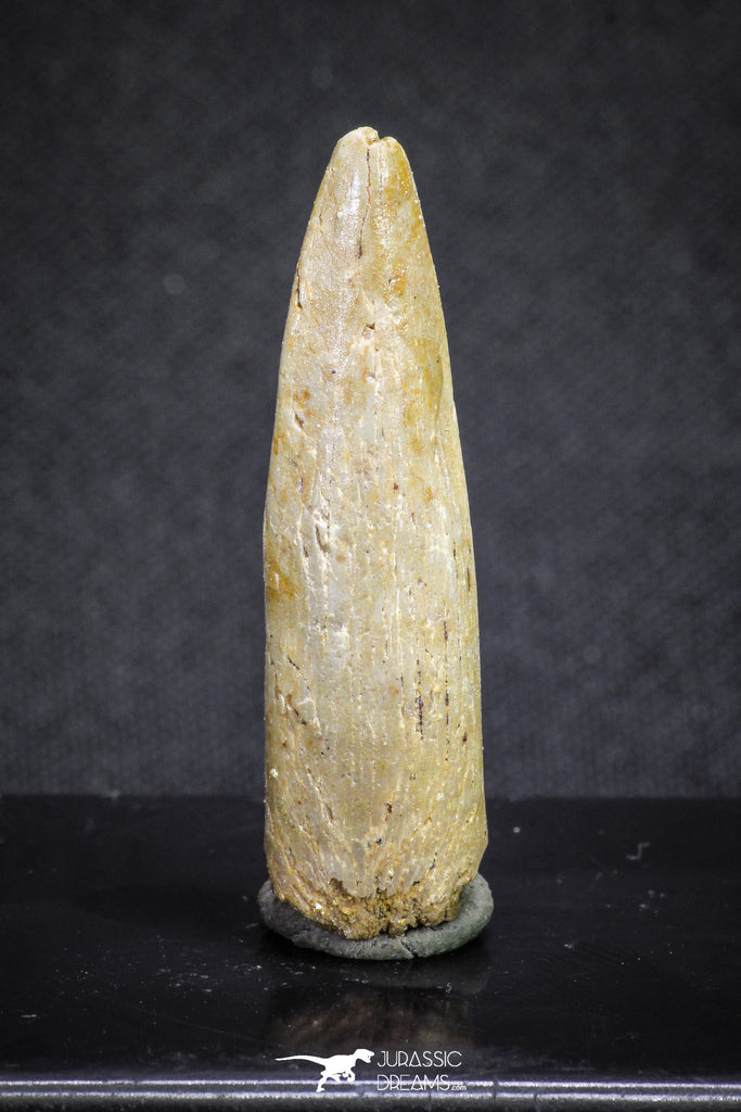 20130 - Top Beautiful 1.55 Inch Rebbachisaurus Diplodocoid Sauropod Dinosaur Tooth