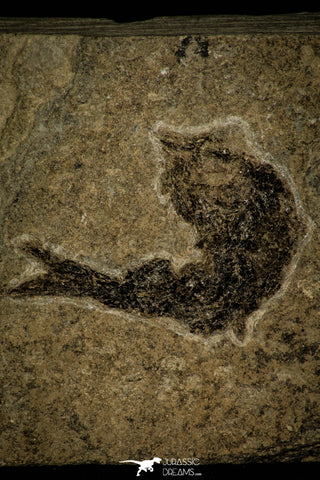 30396 - Extremely Rare Ganolepis gacilis Palaeoniscid Paleozoic Fossil Fish Carboniferous