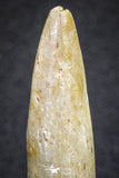 20130 - Top Beautiful 1.55 Inch Rebbachisaurus Diplodocoid Sauropod Dinosaur Tooth