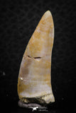 07254 - Beautiful 1.39 Inch Enchodus libycus Tooth Late Cretaceous