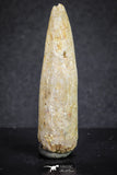 20130 - Top Beautiful 1.55 Inch Rebbachisaurus Diplodocoid Sauropod Dinosaur Tooth