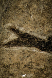 30396 - Extremely Rare Ganolepis gacilis Palaeoniscid Paleozoic Fossil Fish Carboniferous