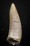 07254 - Beautiful 1.39 Inch Enchodus libycus Tooth Late Cretaceous