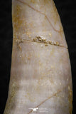 07254 - Beautiful 1.39 Inch Enchodus libycus Tooth Late Cretaceous