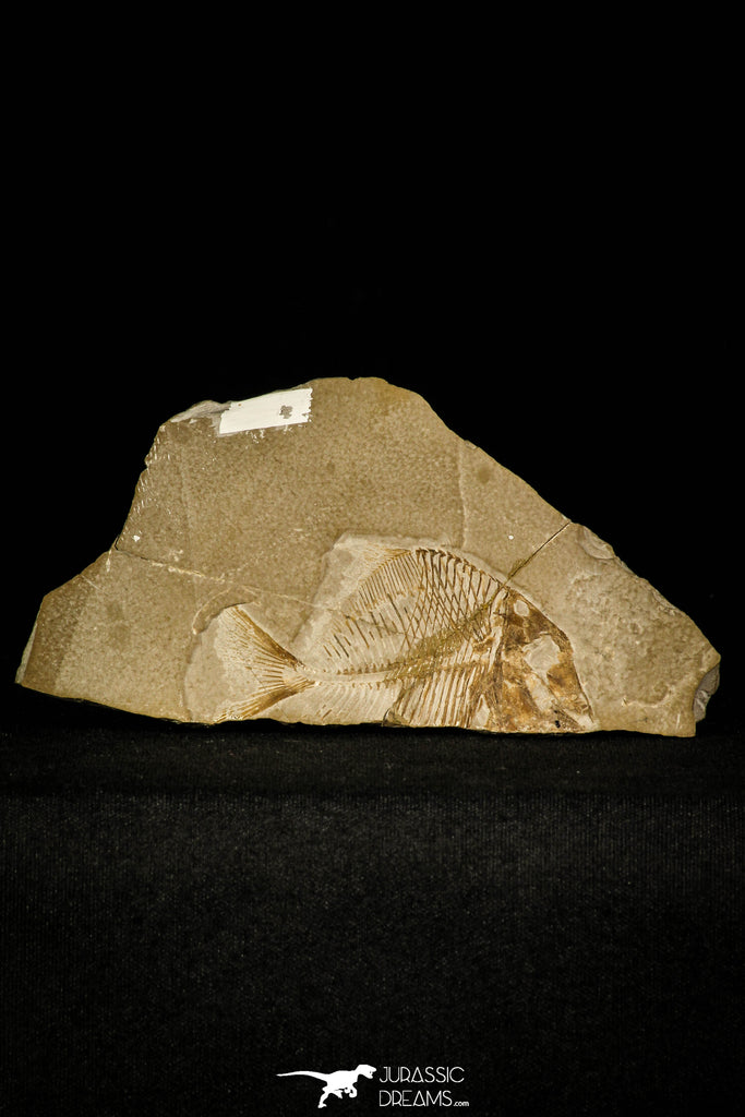 Collector Grade 2.72 Inch Unidentified Pycnodontiform Fish - Eocene ...