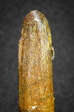20131 - Well Preserved 1.49 Inch Rebbachisaurus Diplodocoid Sauropod Dinosaur Tooth