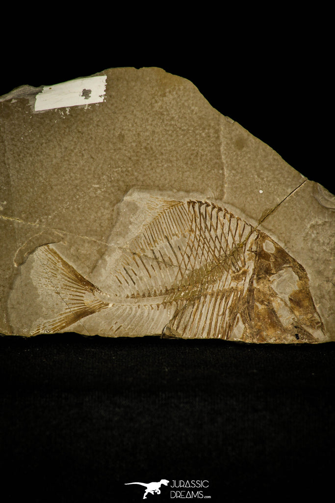 30397 - Collector Grade 2.72 Inch Unidentified Pycnodontiform Fish - Eocene Monte Bolca Italy