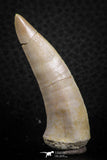 07255 - Nice 2.06 Inch Enchodus libycus Tooth Late Cretaceous
