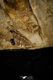 30397 - Collector Grade 2.72 Inch Unidentified Pycnodontiform Fish - Eocene Monte Bolca Italy