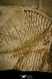 30397 - Collector Grade 2.72 Inch Unidentified Pycnodontiform Fish - Eocene Monte Bolca Italy