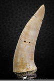 07255 - Nice 2.06 Inch Enchodus libycus Tooth Late Cretaceous