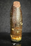 20132 - Great 1.33 Inch Rebbachisaurus Diplodocoid Sauropod Dinosaur Tooth