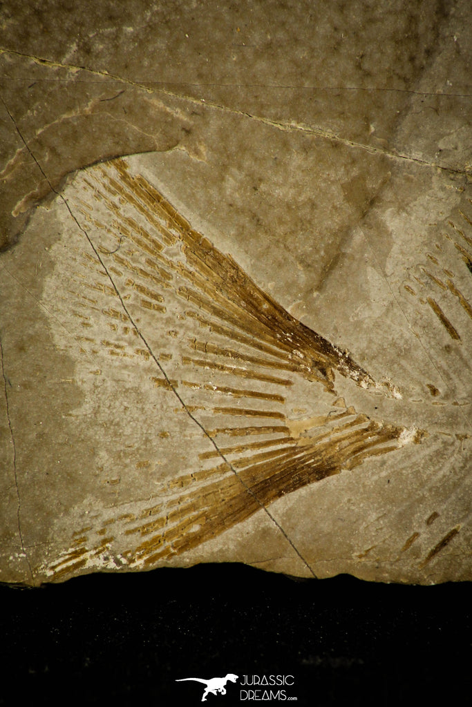 Collector Grade 2.72 Inch Unidentified Pycnodontiform Fish - Eocene ...