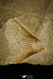 30397 - Collector Grade 2.72 Inch Unidentified Pycnodontiform Fish - Eocene Monte Bolca Italy