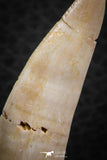 07255 - Nice 2.06 Inch Enchodus libycus Tooth Late Cretaceous