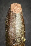 20132 - Great 1.33 Inch Rebbachisaurus Diplodocoid Sauropod Dinosaur Tooth