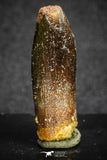 20132 - Great 1.33 Inch Rebbachisaurus Diplodocoid Sauropod Dinosaur Tooth