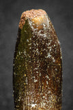 20132 - Great 1.33 Inch Rebbachisaurus Diplodocoid Sauropod Dinosaur Tooth